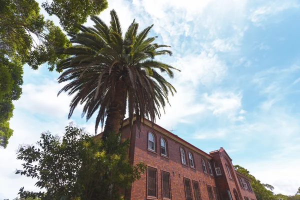 A great palm tree beside a mansion — Stock Photo, Image