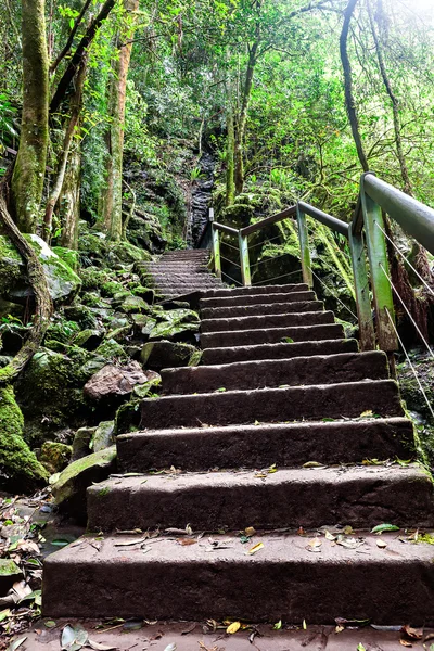 Kamienne schody na górę przez dżunglę — Zdjęcie stockowe