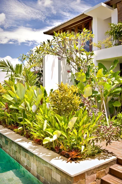 Vista de perto de um jardim de planta verde — Fotografia de Stock