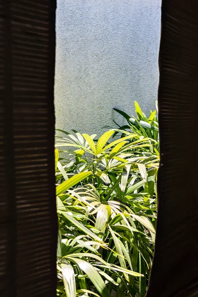 Vista exterior del jardín desde una ventana o puerta — Foto de Stock