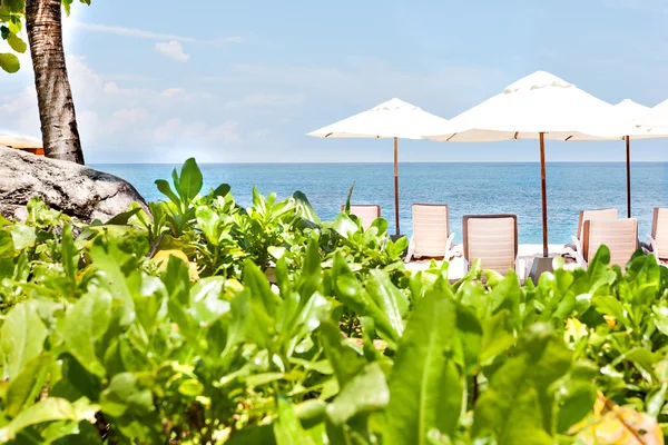 Zona de descanso junto a la playa con plantas cerca de sillas y sombrillas —  Fotos de Stock