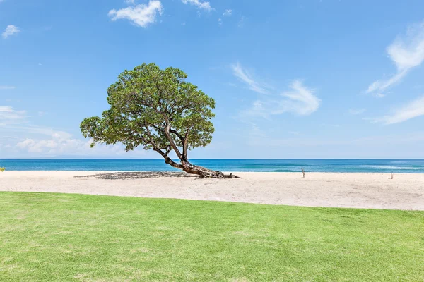 Green lawn at the beach side with a tree — Stock Photo, Image