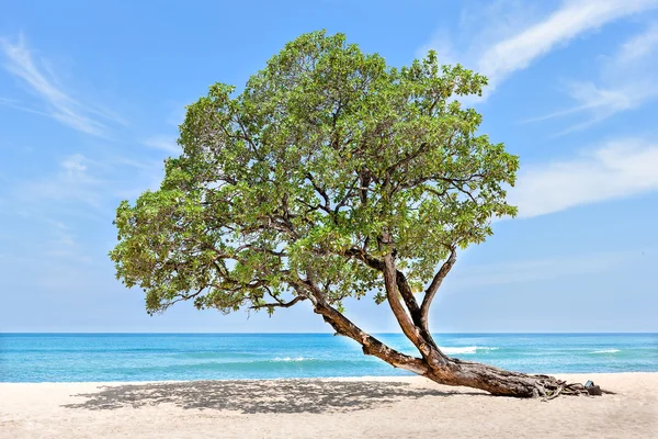 Tree at the sea side bend over to the sand — Stock Photo, Image