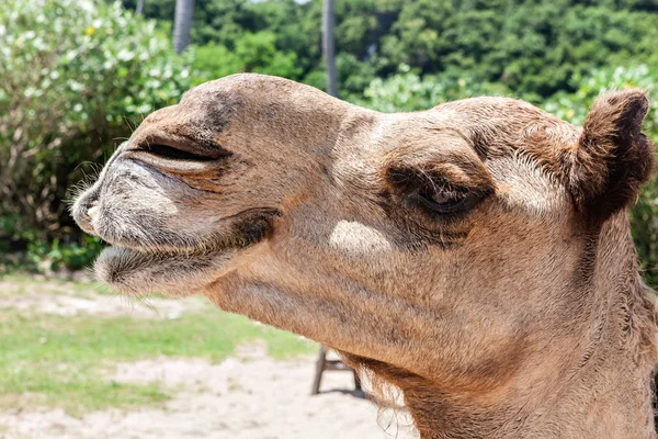 Camel head close seup at the beach side — стоковое фото