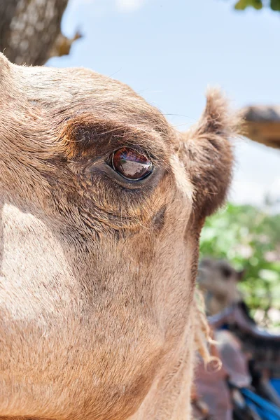 Oeil de chameau gros plan avec l'oreille et la tête — Photo