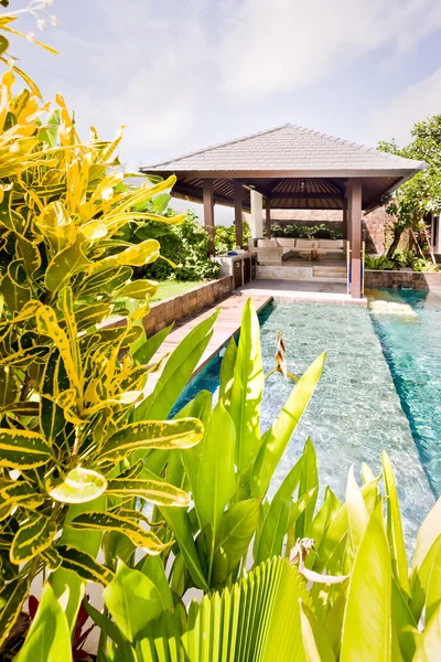 Piante ornamentali con foglie colorate vicino alla piscina — Foto Stock