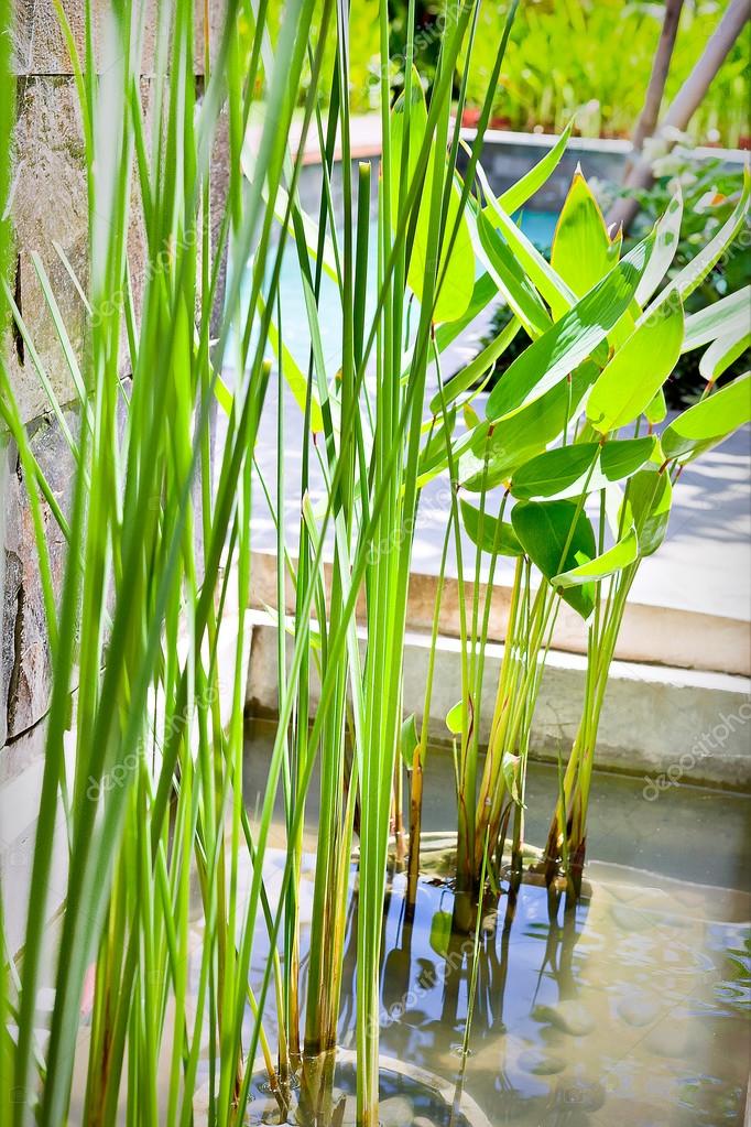 Water pond with ornamental plants grown in mud — Stock Photo © jrstock1