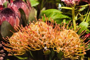 Güzel ve nadir çiçek