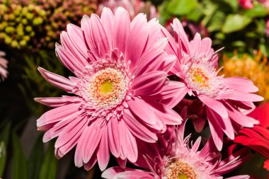 Üç pembe gerbera