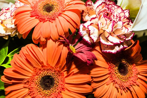 Gerberas e cravos — Fotografia de Stock