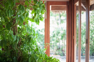 Windows bir çizgi önünde uzun boylu ev bitkisi