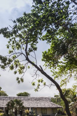 Bir evin önünde güzel ağaç