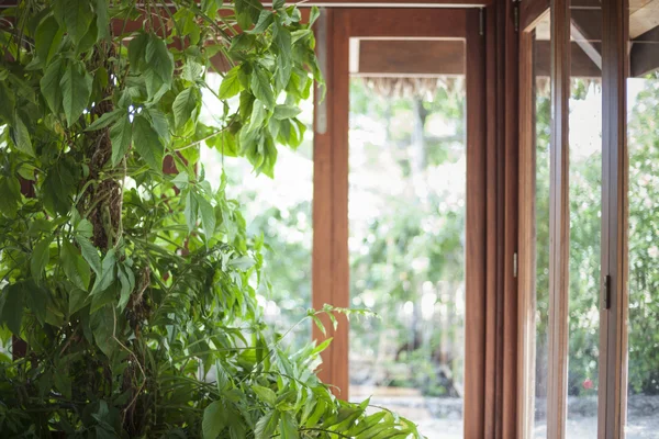 Planta alta frente a una línea de ventanas — Foto de Stock