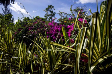 Güzel tropik bitkiler
