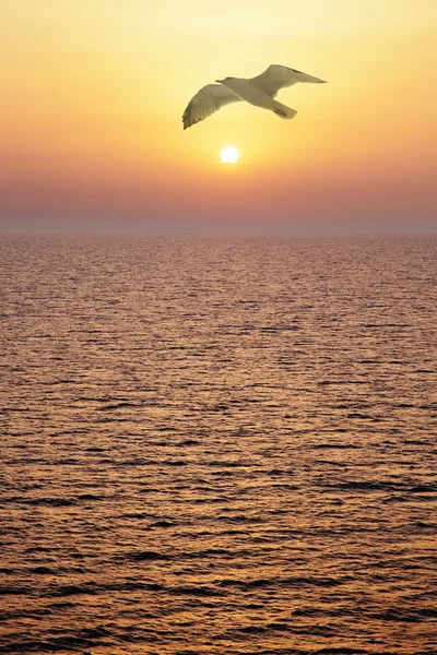 Seagull at sunset — Stock Photo, Image