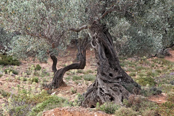 Troncos de árvores velhas — Fotografia de Stock