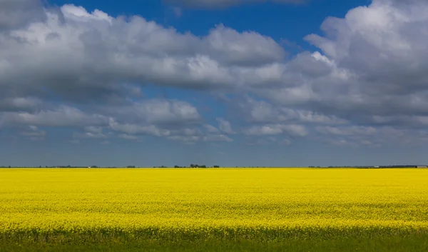 Felhők felett búza mező Saskatchewan Stock Kép