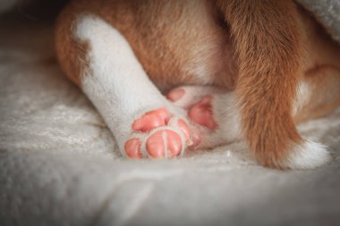 Yeni doğmuş yavru bir köpeğin yumuşak portresi. Pembe pençesi kabarık beyaz bir battaniyede dinleniyor. Şefkat, sevgi ve masumiyeti sembolize eden nazik ve iç açıcı evcil hayvan ayrıntıları..