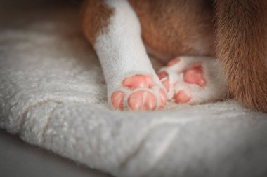 Yeni doğmuş yavru bir köpeğin yumuşak portresi. Pembe pençesi kabarık beyaz bir battaniyede dinleniyor. Şefkat, sevgi ve masumiyeti sembolize eden nazik ve iç açıcı evcil hayvan ayrıntıları..