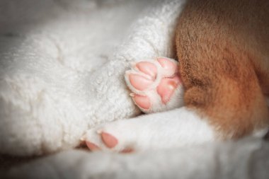 Yeni doğmuş yavru bir köpeğin yumuşak portresi. Pembe pençesi kabarık beyaz bir battaniyede dinleniyor. Şefkat, sevgi ve masumiyeti sembolize eden nazik ve iç açıcı evcil hayvan ayrıntıları..