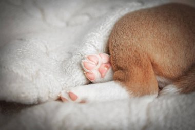 Yeni doğmuş yavru bir köpeğin yumuşak portresi. Pembe pençesi kabarık beyaz bir battaniyede dinleniyor. Şefkat, sevgi ve masumiyeti sembolize eden nazik ve iç açıcı evcil hayvan ayrıntıları..