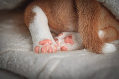 Yeni doğmuş yavru bir köpeğin yumuşak portresi. Pembe pençesi kabarık beyaz bir battaniyede dinleniyor. Şefkat, sevgi ve masumiyeti sembolize eden nazik ve iç açıcı evcil hayvan ayrıntıları..