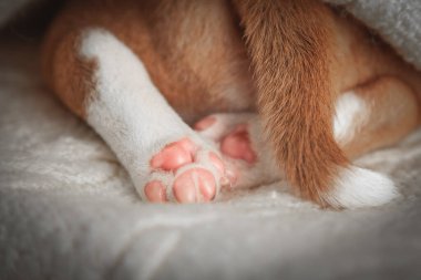 Yeni doğmuş yavru bir köpeğin yumuşak portresi. Pembe pençesi kabarık beyaz bir battaniyede dinleniyor. Şefkat, sevgi ve masumiyeti sembolize eden nazik ve iç açıcı evcil hayvan ayrıntıları..
