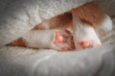 Yeni doğmuş yavru bir köpeğin yumuşak portresi. Pembe pençesi kabarık beyaz bir battaniyede dinleniyor. Şefkat, sevgi ve masumiyeti sembolize eden nazik ve iç açıcı evcil hayvan ayrıntıları..