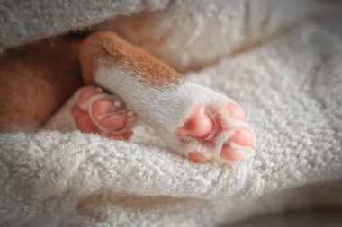 Yeni doğmuş yavru bir köpeğin yumuşak portresi. Pembe pençesi kabarık beyaz bir battaniyede dinleniyor. Şefkat, sevgi ve masumiyeti sembolize eden nazik ve iç açıcı evcil hayvan ayrıntıları..