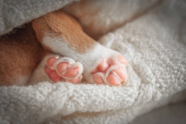 Yeni doğmuş yavru bir köpeğin yumuşak portresi. Pembe pençesi kabarık beyaz bir battaniyede dinleniyor. Şefkat, sevgi ve masumiyeti sembolize eden nazik ve iç açıcı evcil hayvan ayrıntıları..