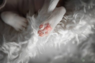 Yeni doğmuş yavru bir köpeğin yumuşak portresi. Pembe pençesi kabarık beyaz bir battaniyede dinleniyor. Şefkat, sevgi ve masumiyeti sembolize eden nazik ve iç açıcı evcil hayvan ayrıntıları..