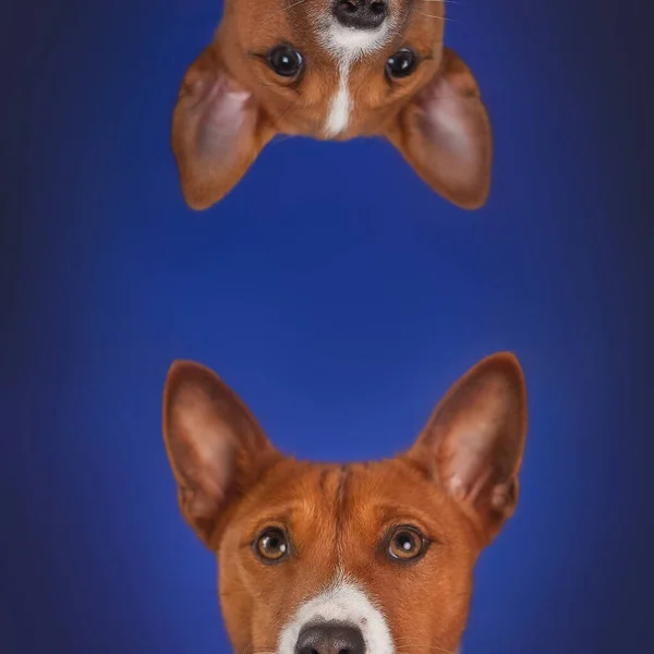 Canlı, mavi bir arka planda ters ve öne bakan bir Basenji köpeğinin komik stüdyo portresi. Reklamcılık, posterler ve oyuncu tasarım konseptleri için mizahi yaratıcı hayvan kompozisyonu.