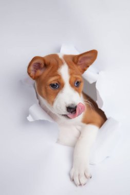Beyaz kağıt duvardan geçip dilini çıkaran sevimli bir köpek yavrusu. Beyaz arka planda izole edilmiş sevimli bir köpek portresi yaratıcı merak, sürpriz, özgürlük ve eğlence kavramı..