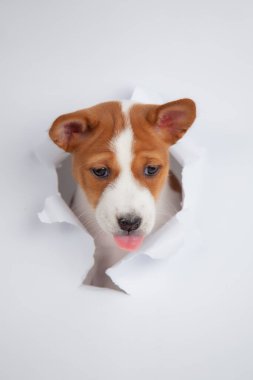 Beyaz kağıt duvardan geçip dilini çıkaran sevimli bir köpek yavrusu. Beyaz arka planda izole edilmiş sevimli bir köpek portresi yaratıcı merak, sürpriz, özgürlük ve eğlence kavramı..
