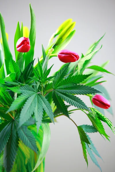 Marijuana green fresh large leafs ( cannabis), hemp plant. — Stock Photo, Image