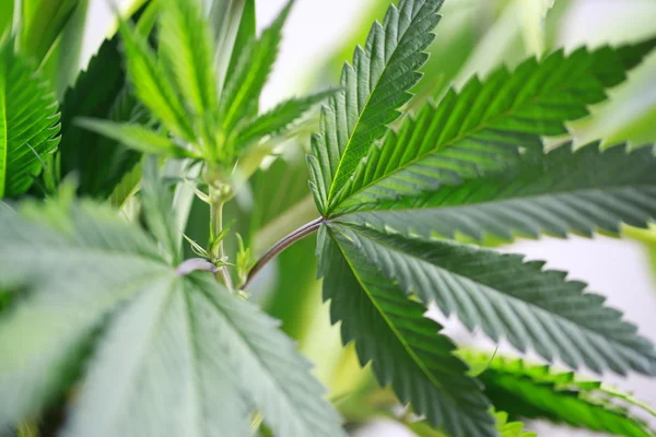 La mano sostiene Macro de marihuana verde hojas grandes frescas (cannabis), planta de cáñamo . — Foto de Stock