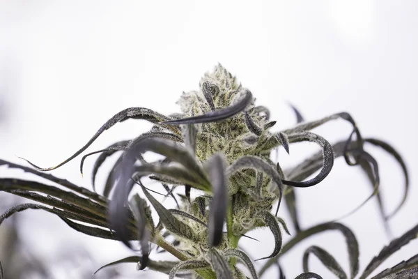 Maconha botões floridos (cannabis), planta de cânhamo. Colheita de ervas daninhas muito grande . — Fotografia de Stock