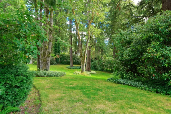 Increíble casa de campo patio trasero con césped verde, abetos, arbustos —  Fotos de Stock