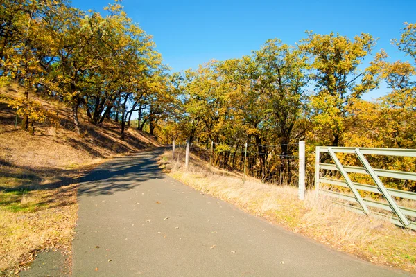 Escena de verano con carretera — Foto de Stock