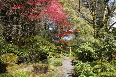 Park, pembe ağacın çiçeği