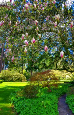 Çiçeği ağaç çiçek 