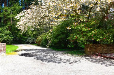 Çiçek açan elma ağacı