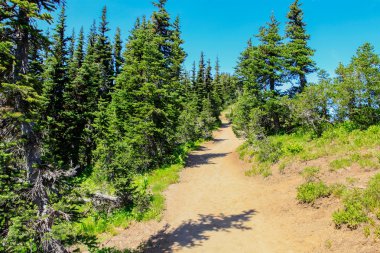 Yaz zammını, Mount Rainier Milli Parkı manzaralı Mt.Rainier.