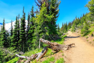 Yaz zammını, Mount Rainier Milli Parkı manzaralı Mt.Rainier.