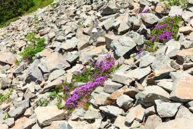 Büyük kayalar Rainier Dağı Milli Parkı'nda