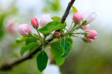 Beyaz ve pembe bahar çiçek açması elma