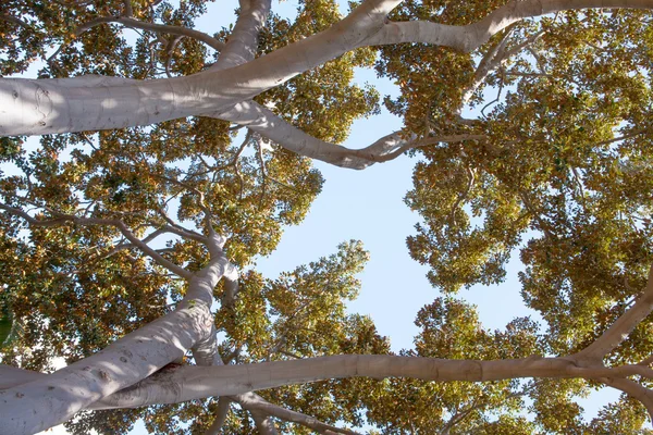 Balboa park in San Diego California — Stock Photo, Image