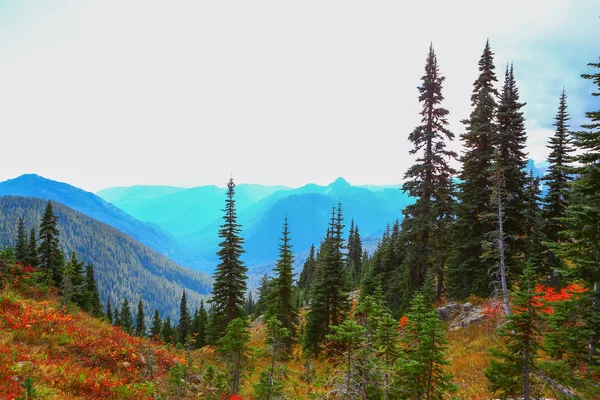 Mount Rainier, Washington — Stockfoto