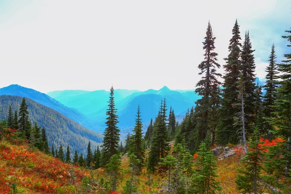 Mount rainier, Ουάσινγκτον — Φωτογραφία Αρχείου