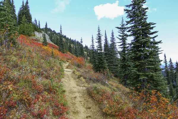 Mount Rainier, Washington — Stock fotografie